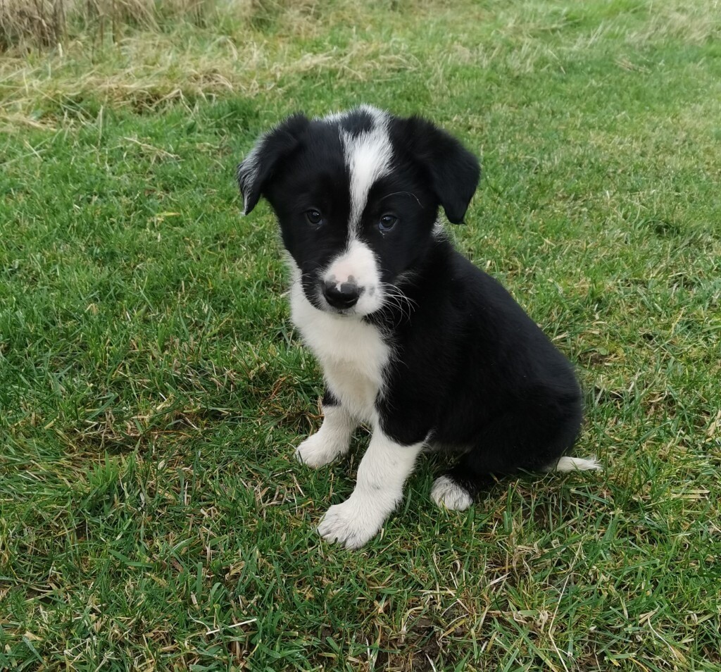 border collie pups gumtree